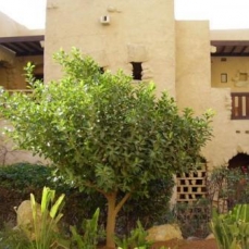 Movenpick Resort & Spa 5*