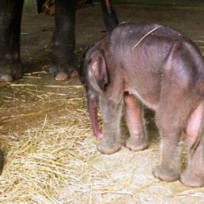 Elephant Safari Park Lodge 5*