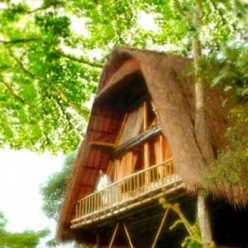 Kupu Kupu Barong 5*