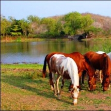 Las Alamandas 5*